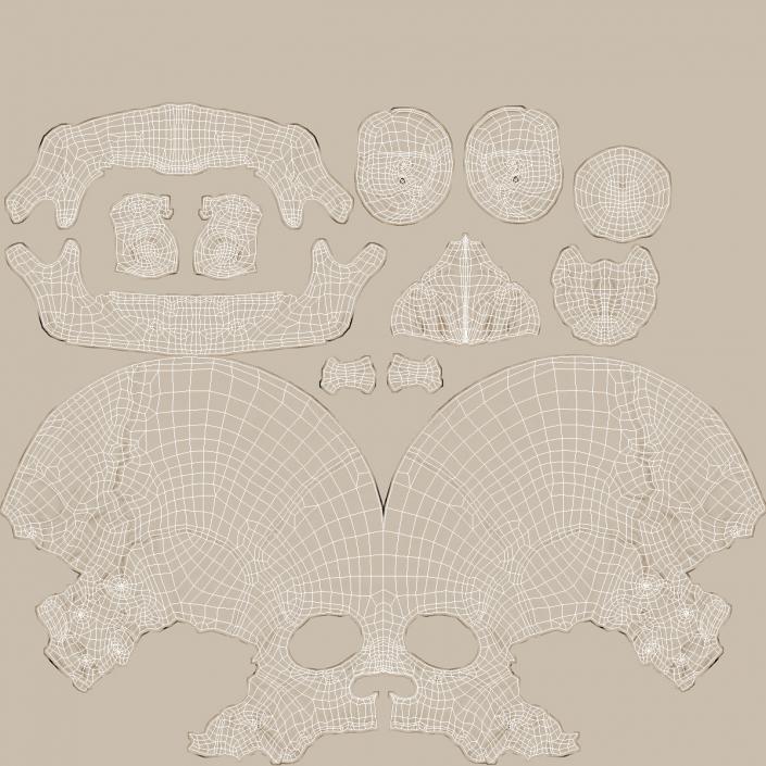 3D Male Skeleton Muscular System and Skin model