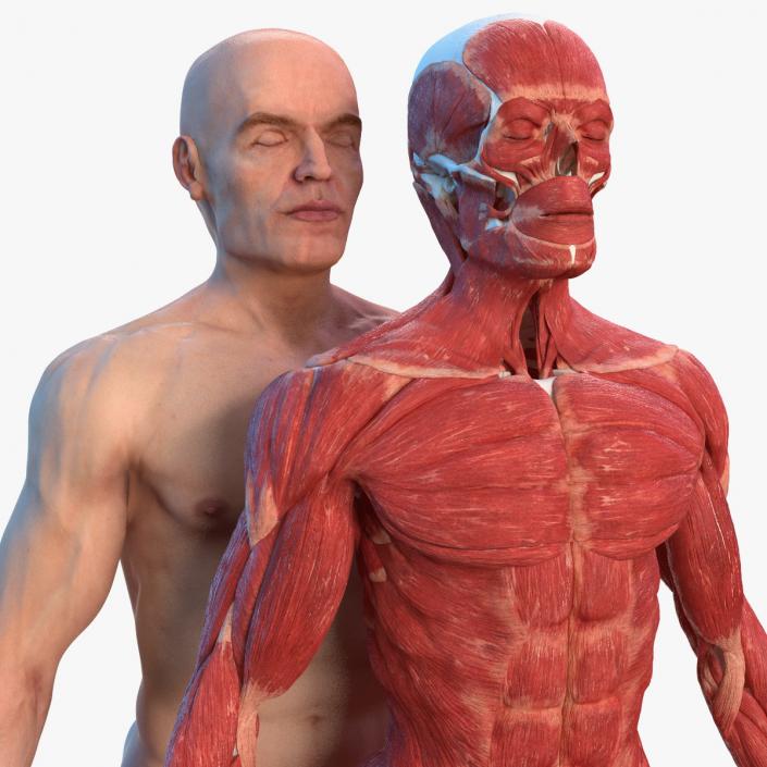 3D Male Skeleton Muscular System and Skin model