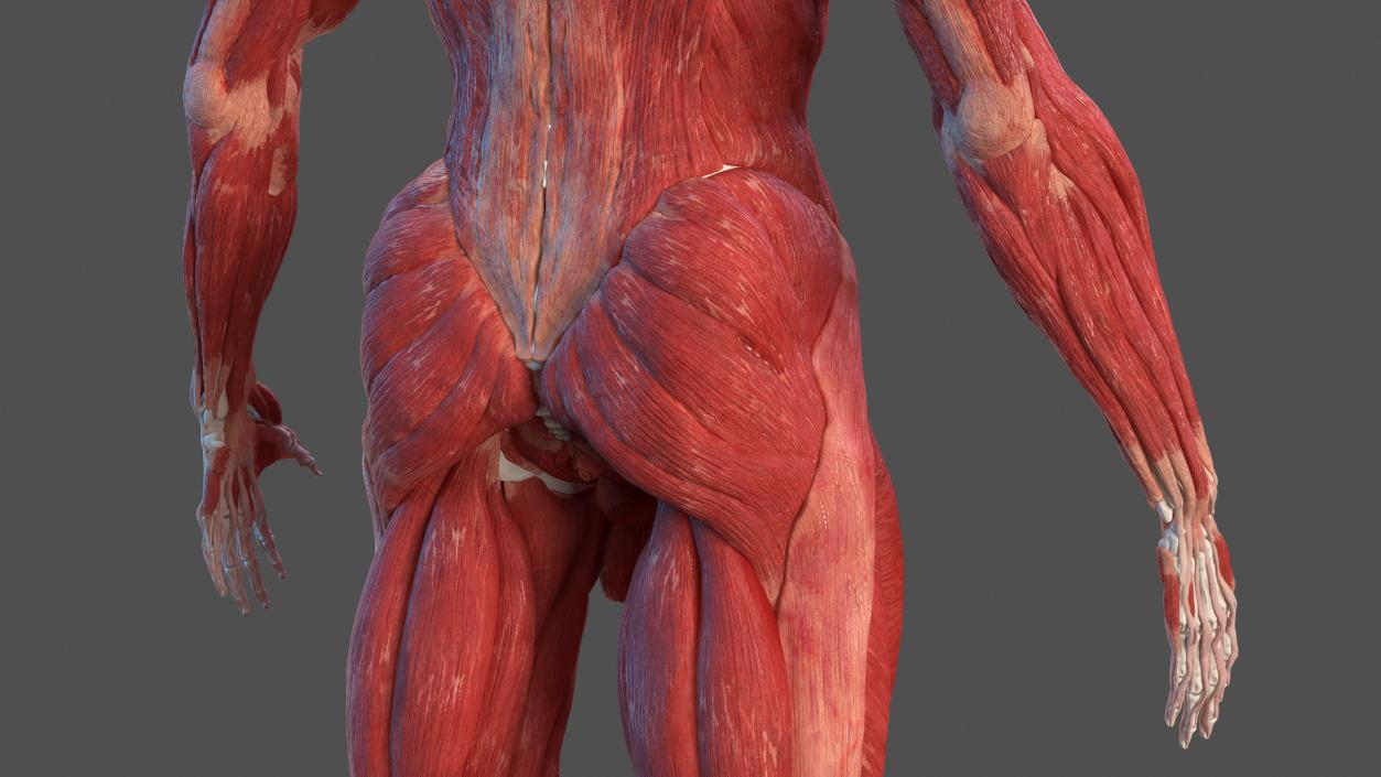 3D Male Skeleton Muscular System and Skin model