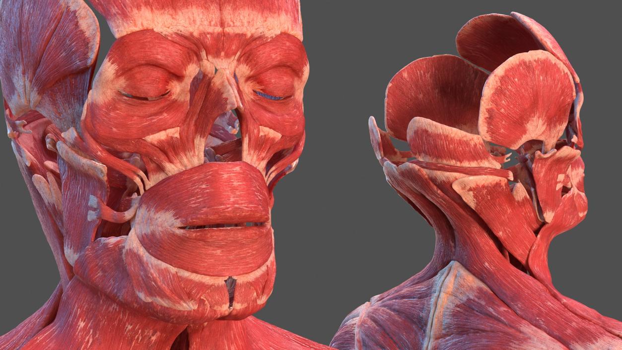 3D Male Skeleton Muscular System and Skin model