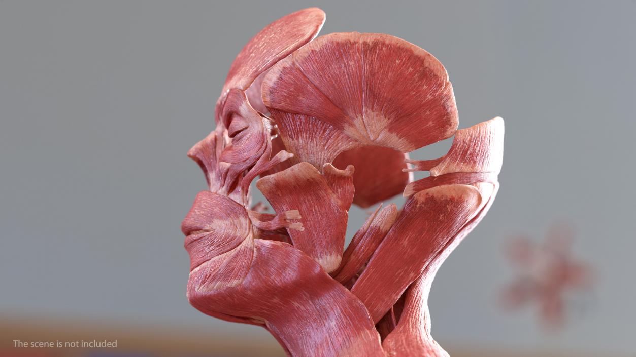 3D Male Skeleton Muscular System and Skin model