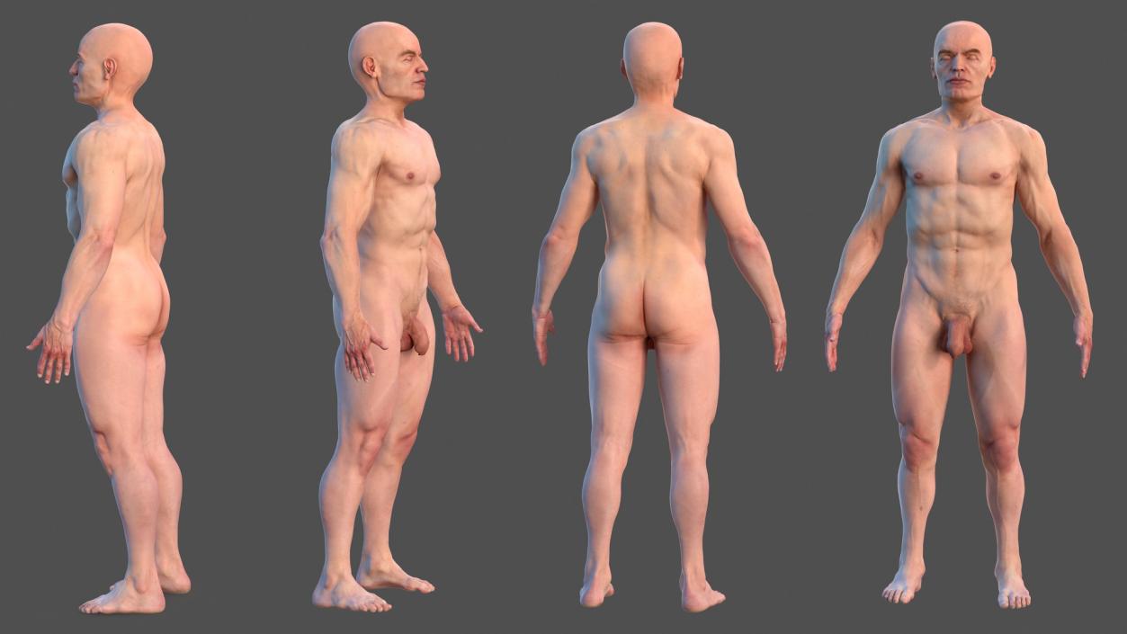 3D Male Skeleton Muscular System and Skin model