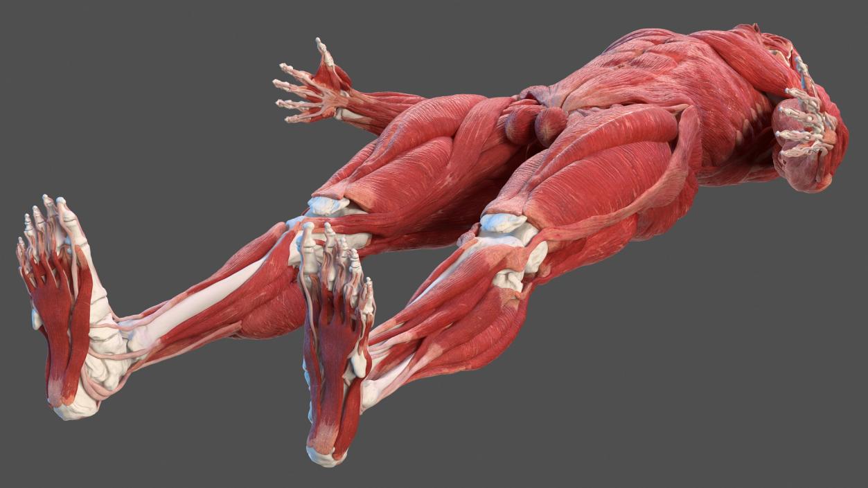 3D Male Skeleton Muscular System and Skin model