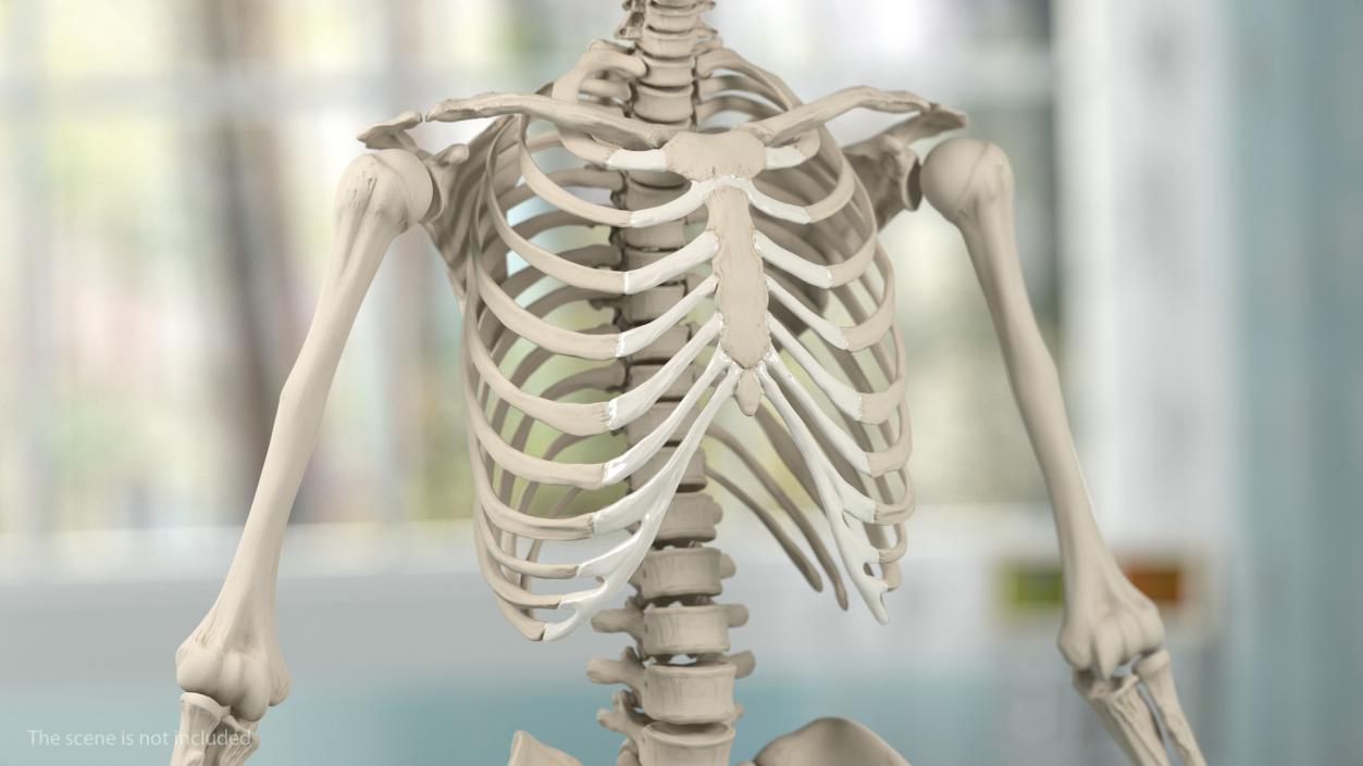 3D Male Skeleton Muscular System and Skin model