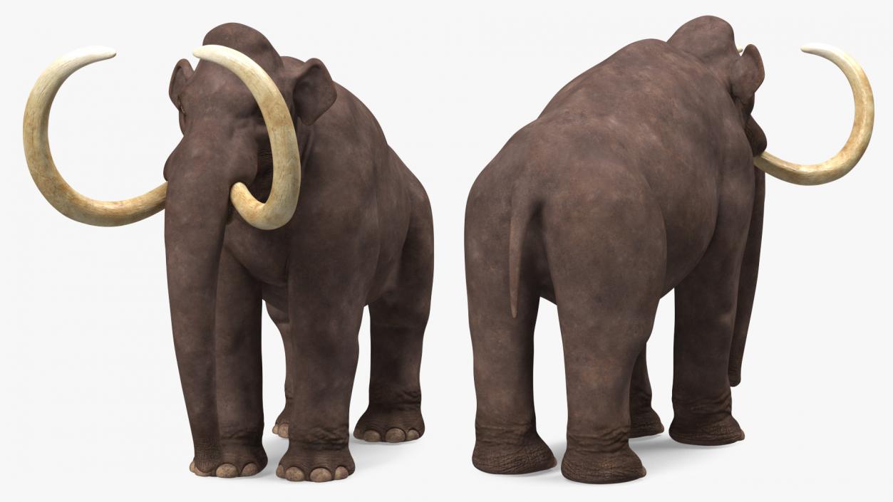 3D model Mammoth Adult Rigged