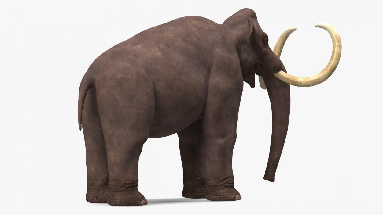 3D model Mammoth Adult Rigged