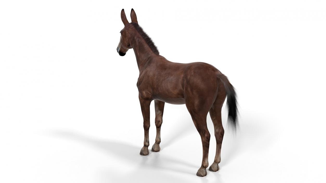 Bay Mule Fur 2 3D model