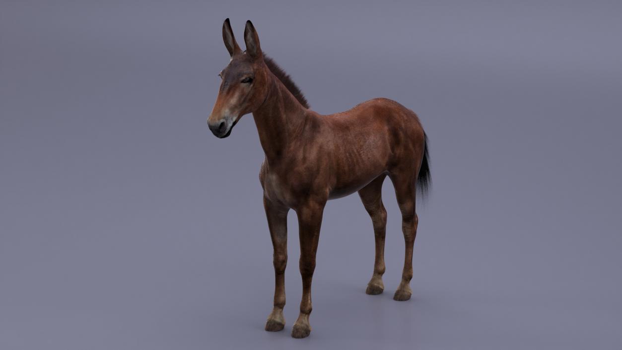 Bay Mule Fur 2 3D model