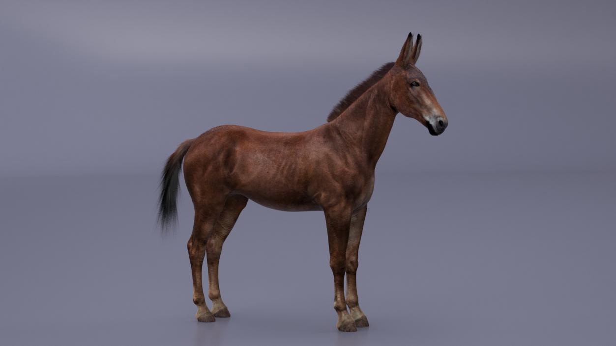 Bay Mule Fur 2 3D model