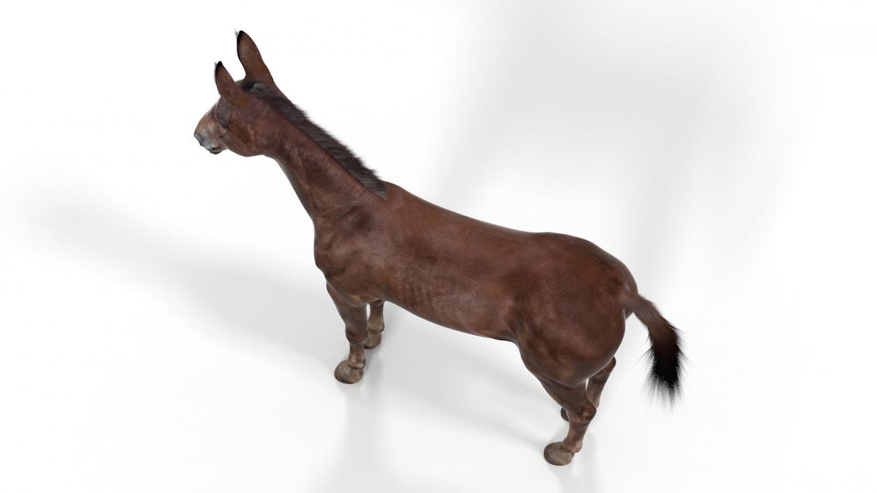 Bay Mule Fur 2 3D model