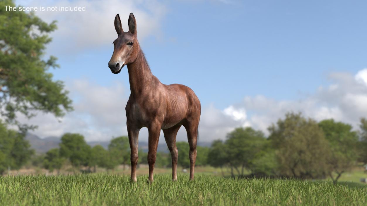 Bay Mule Fur 2 3D model