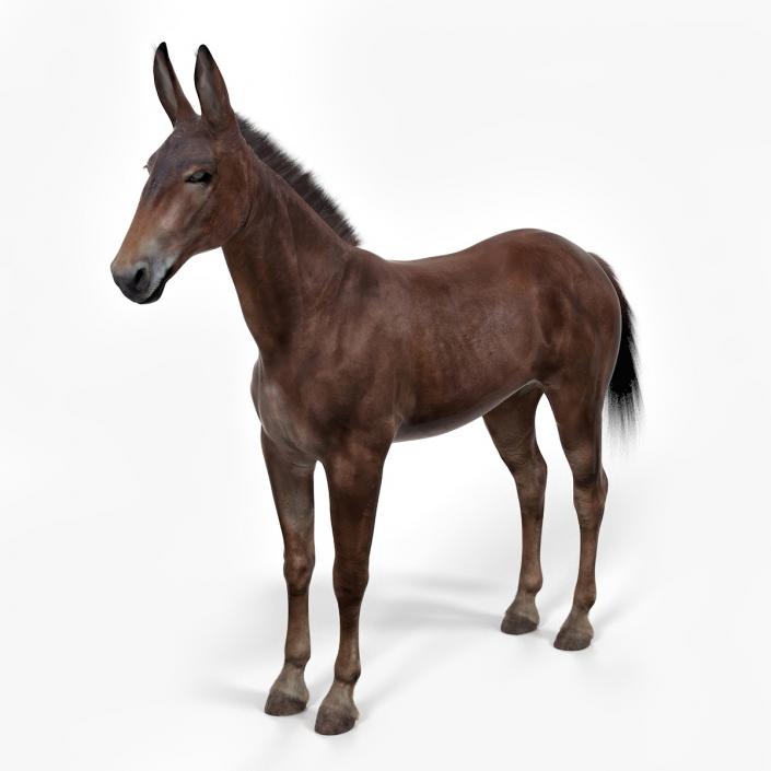 Bay Mule Fur 2 3D model