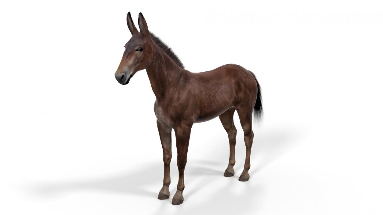 Bay Mule Fur 2 3D model