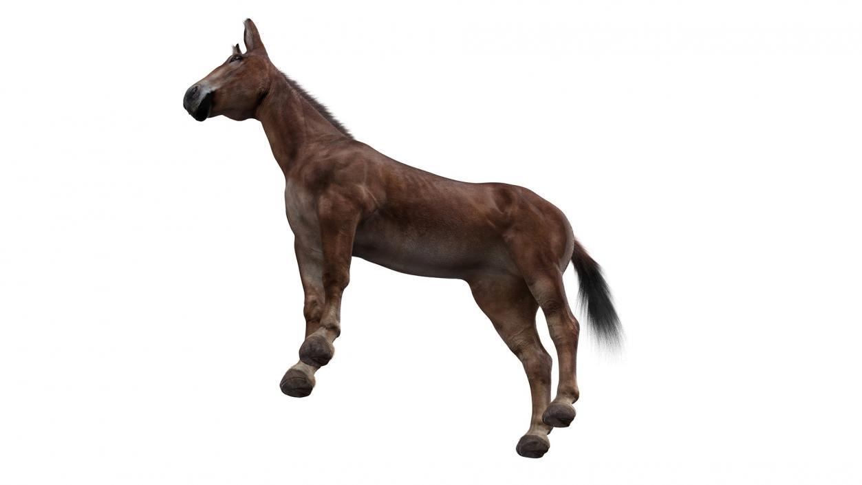 Bay Mule Fur 2 3D model