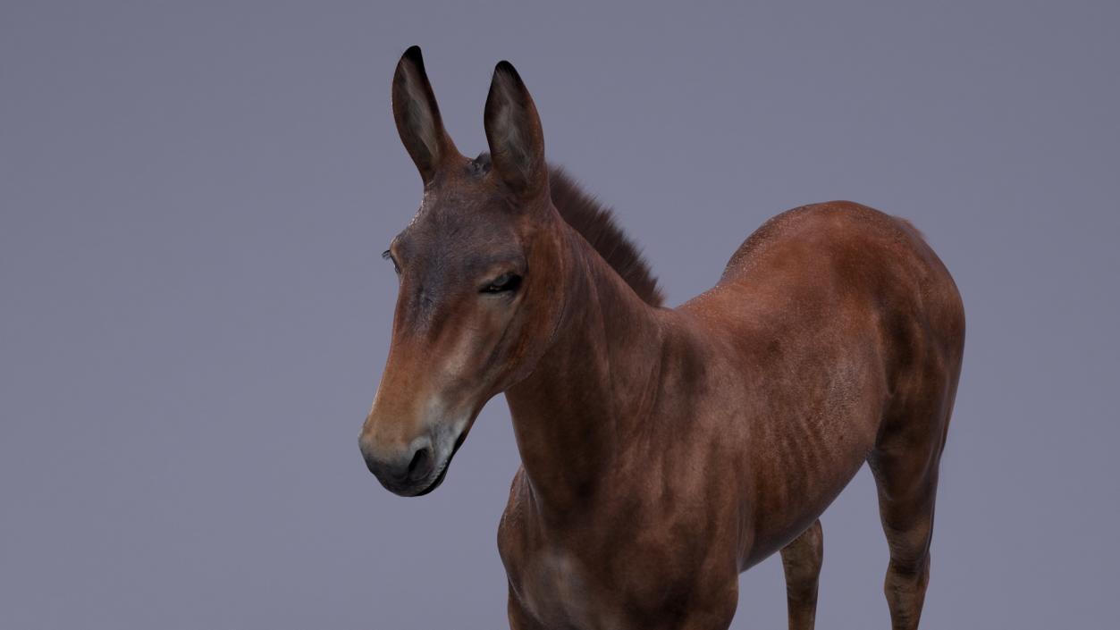 Bay Mule Fur 2 3D model