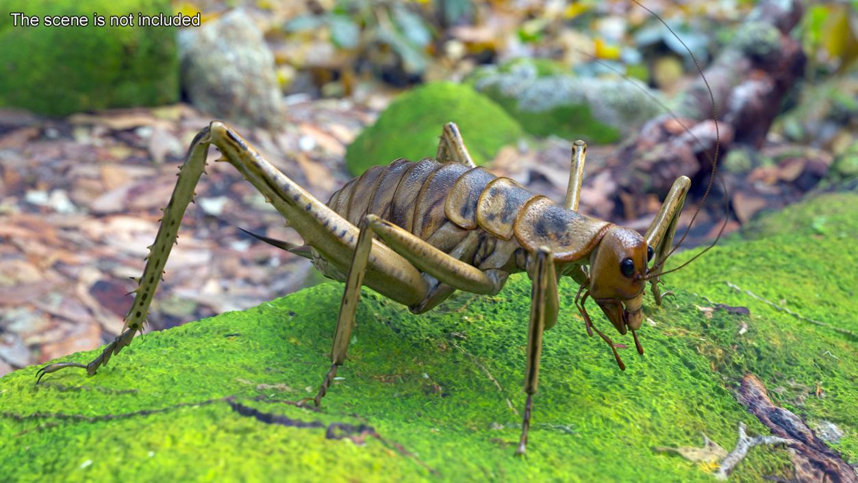 Weta Cricket 3D