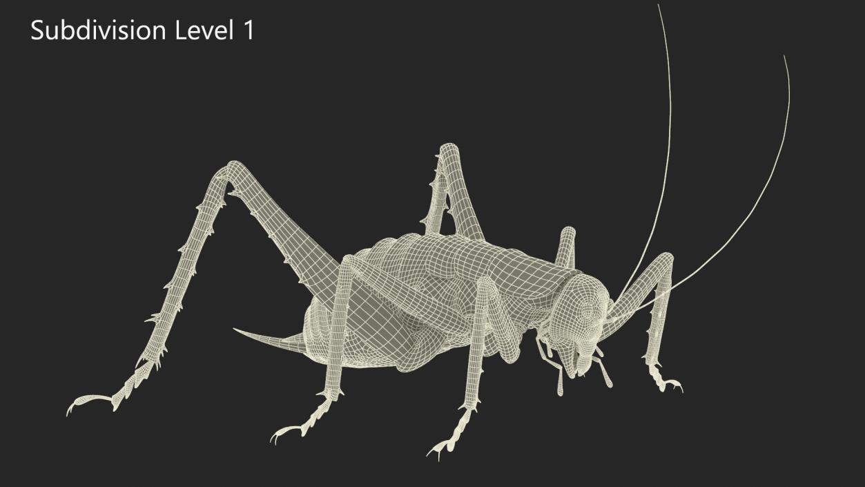 Weta Cricket 3D