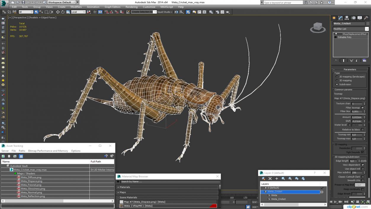 Weta Cricket 3D