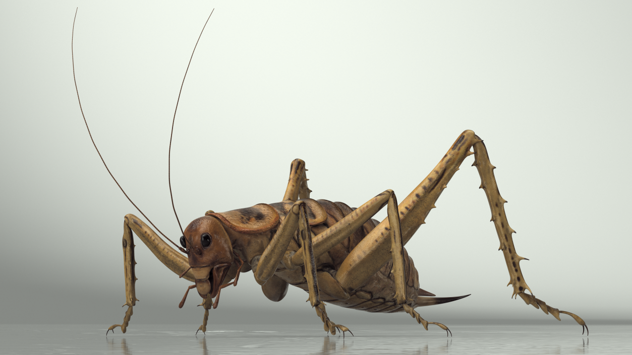 Weta Cricket 3D