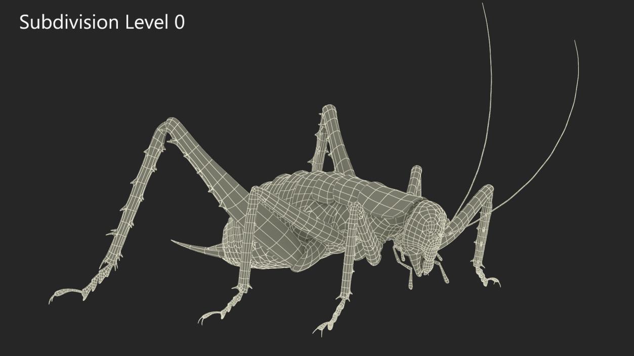 Weta Cricket 3D