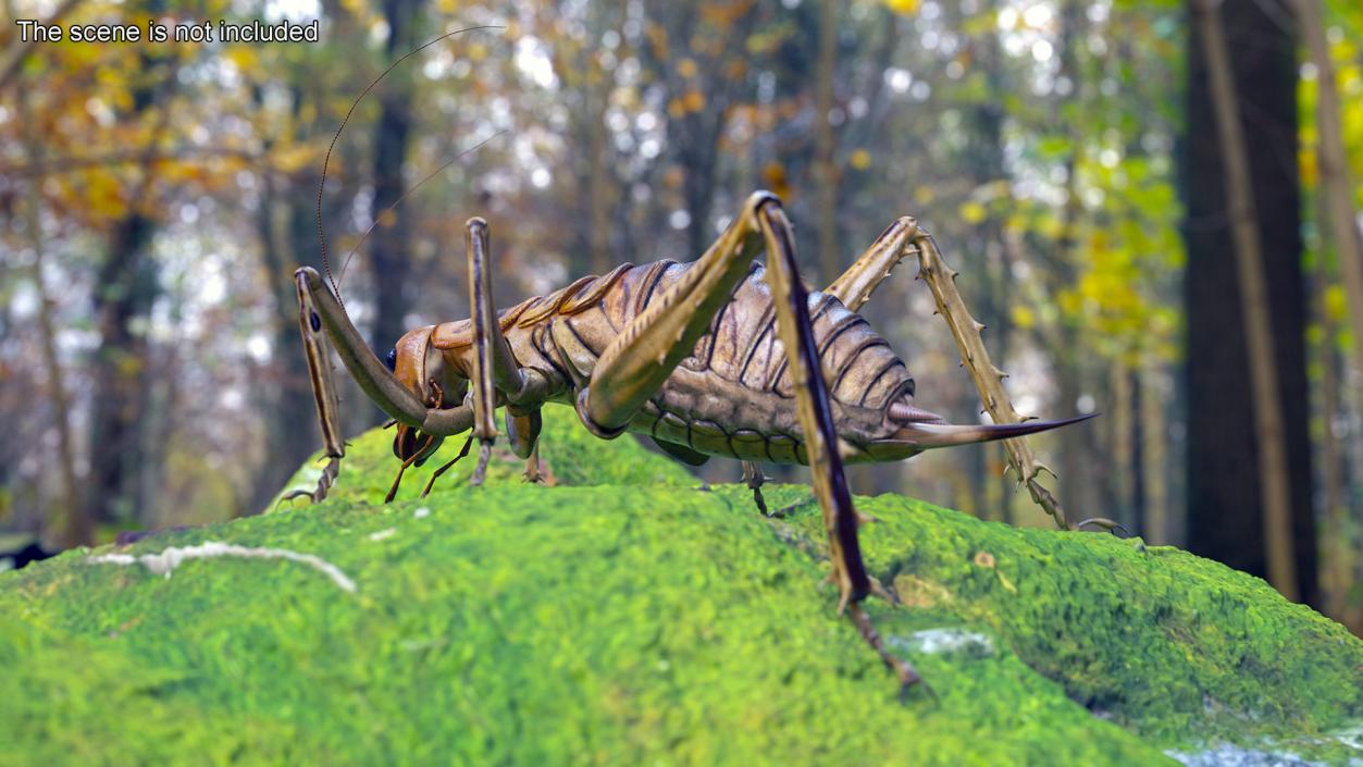 Weta Cricket 3D