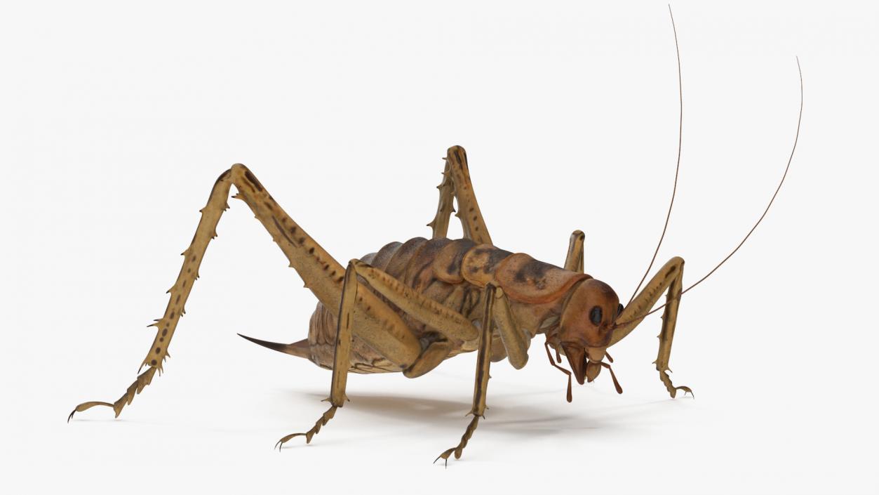 Weta Cricket 3D