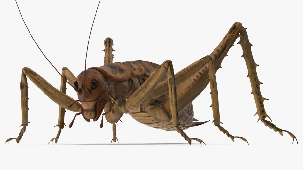 Weta Cricket 3D