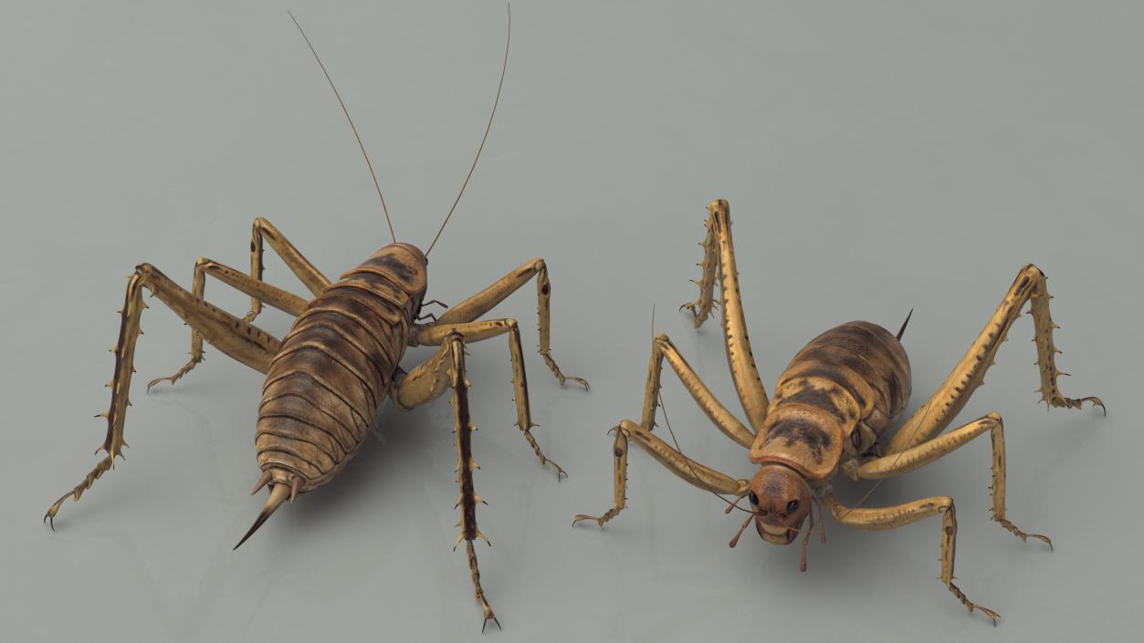 Weta Cricket 3D