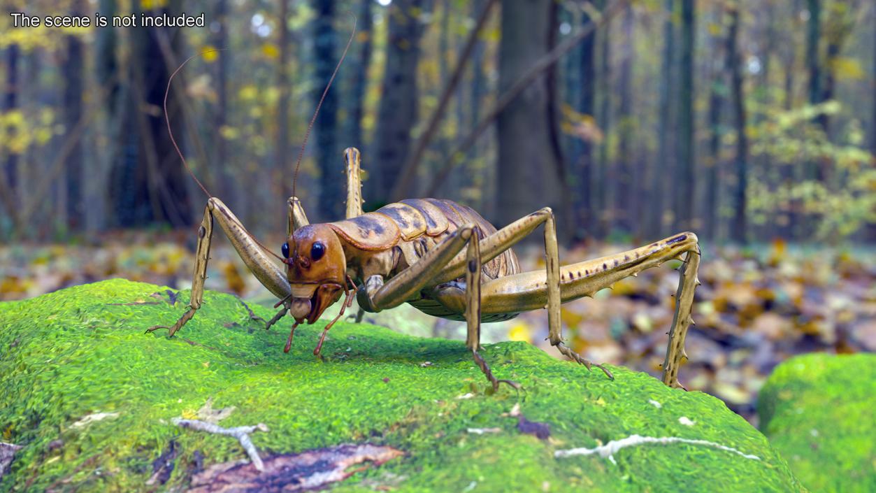 Weta Cricket 3D