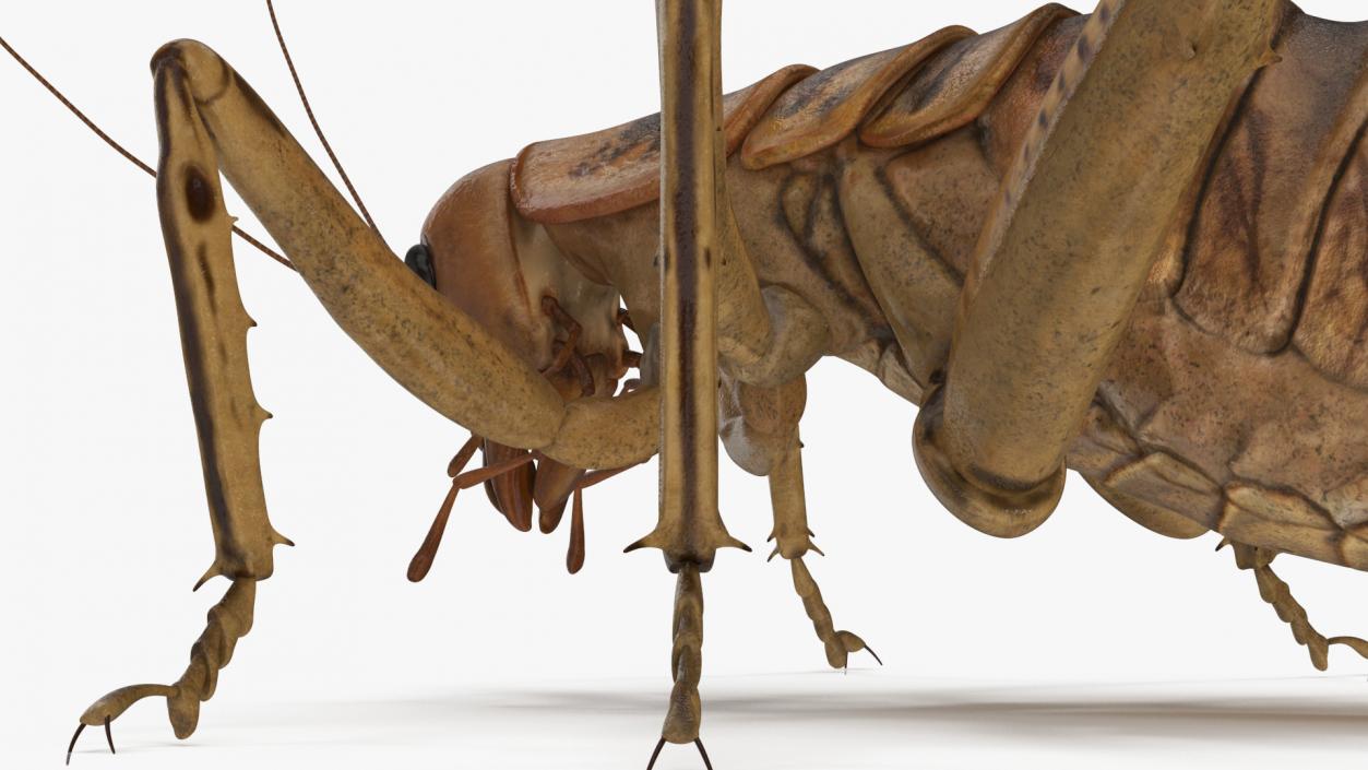 Weta Cricket 3D