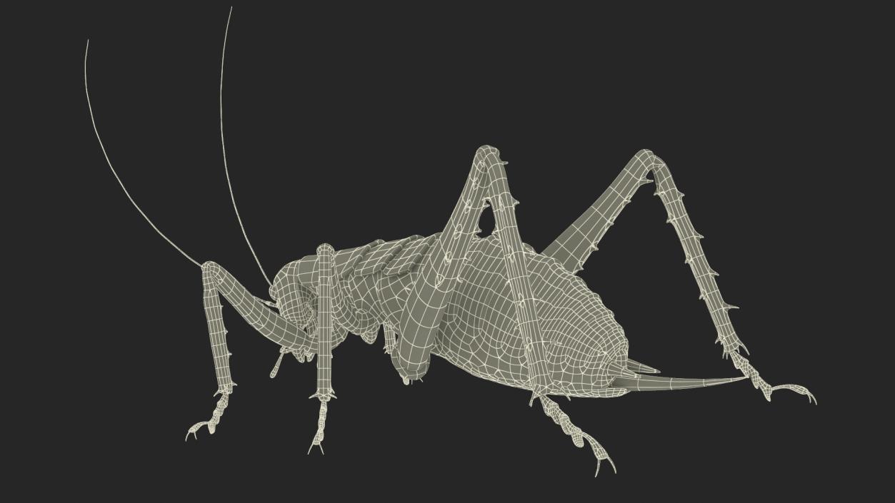 Weta Cricket 3D