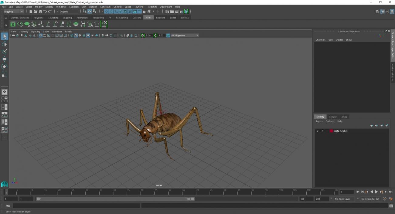 Weta Cricket 3D