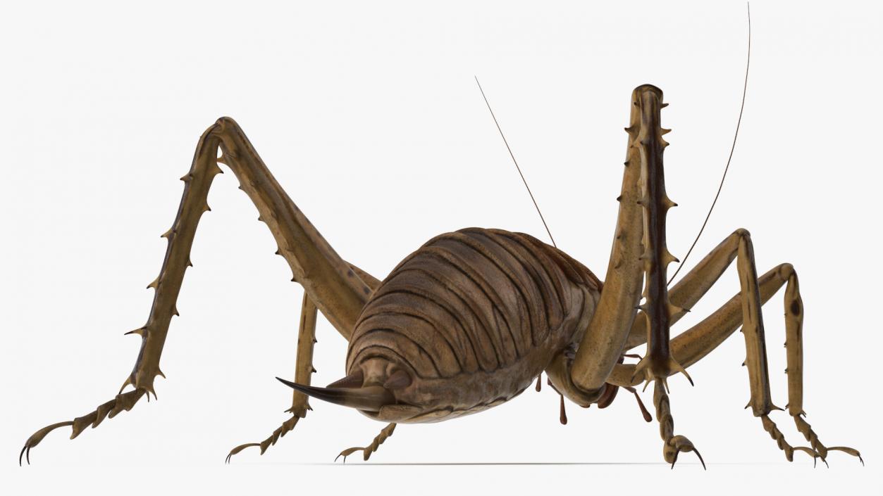 Weta Cricket 3D