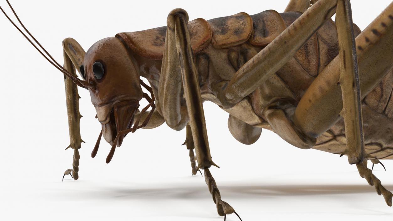 Weta Cricket 3D