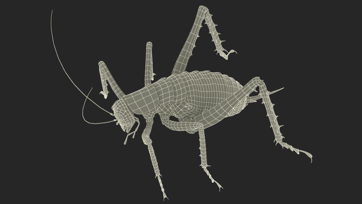 Weta Cricket 3D