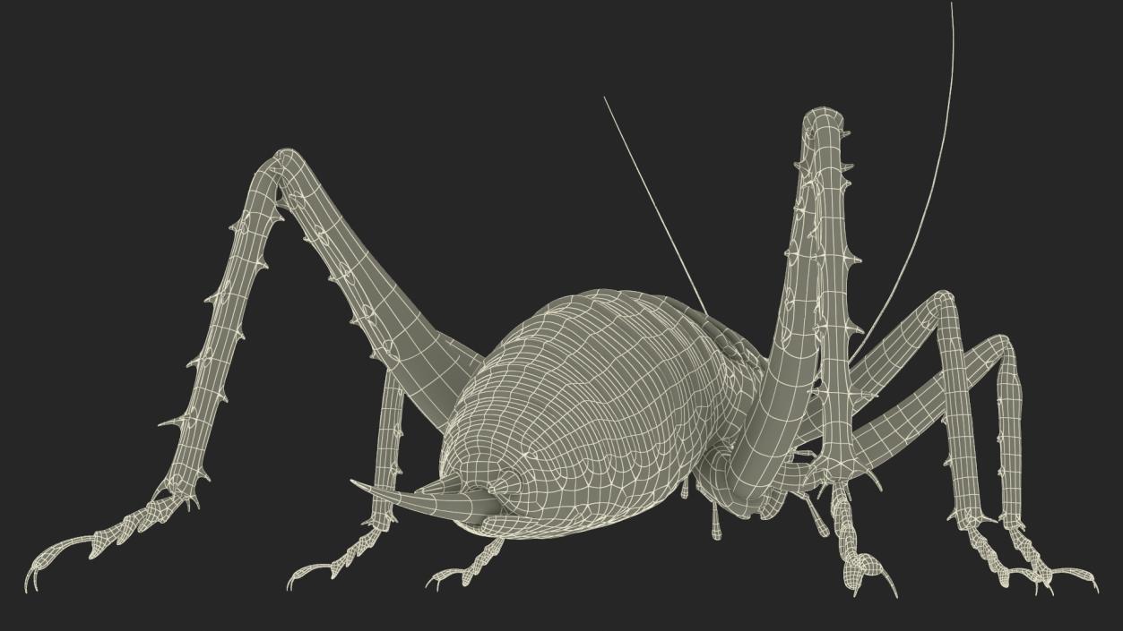 Weta Cricket 3D