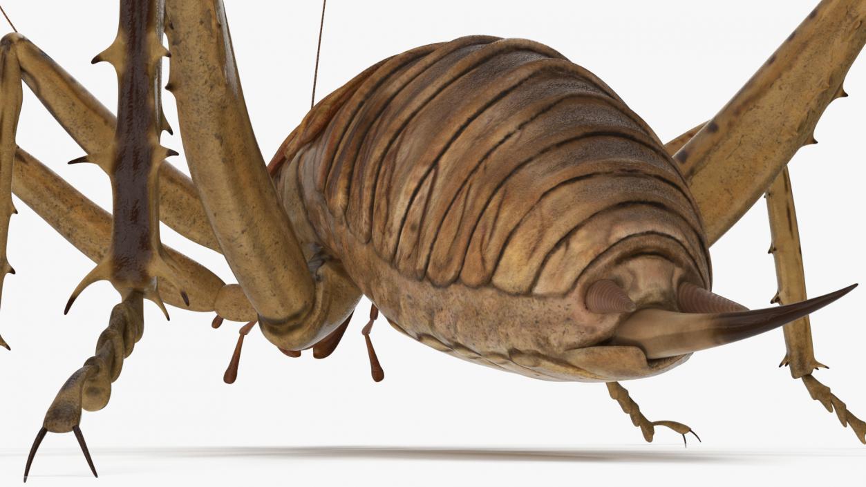 Weta Cricket 3D