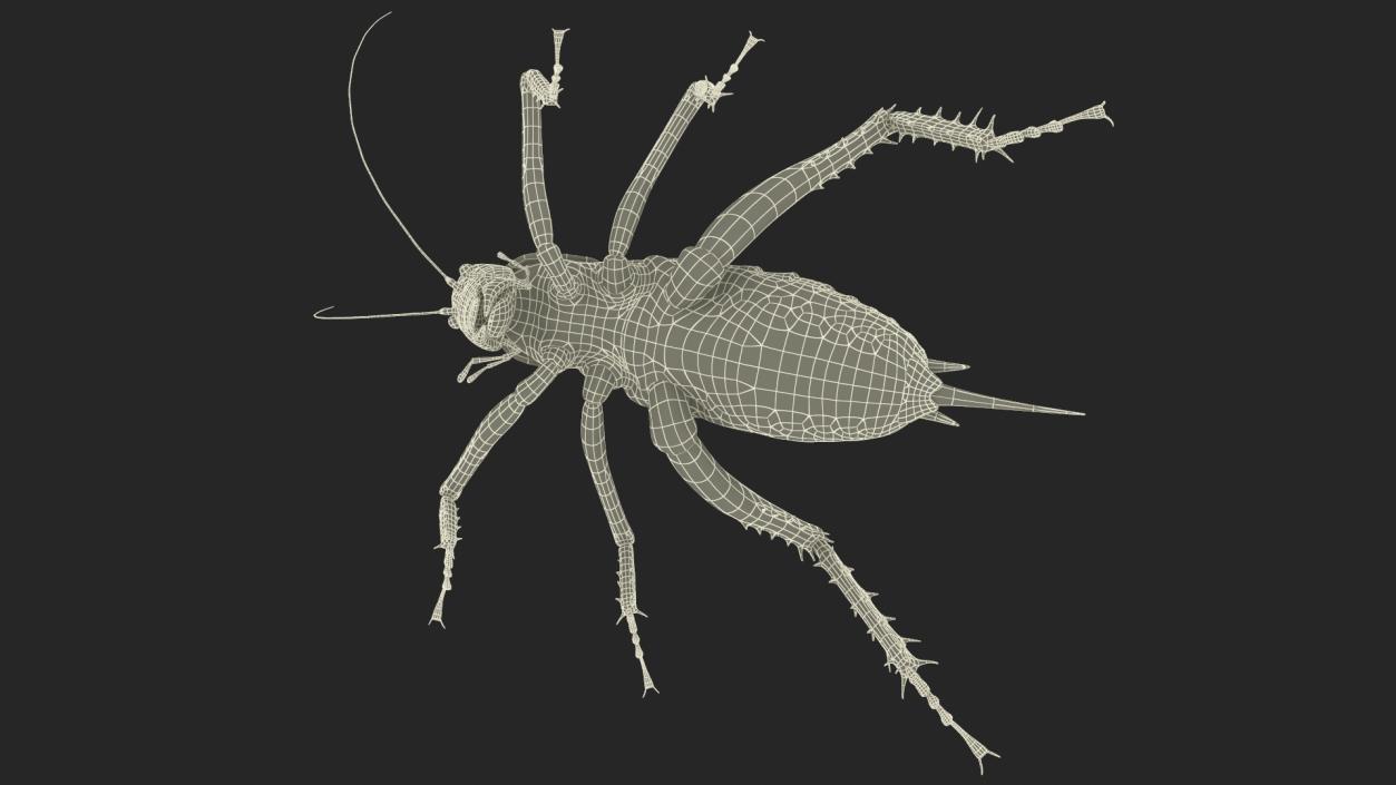 Weta Cricket 3D