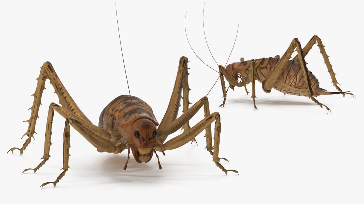 Weta Cricket 3D