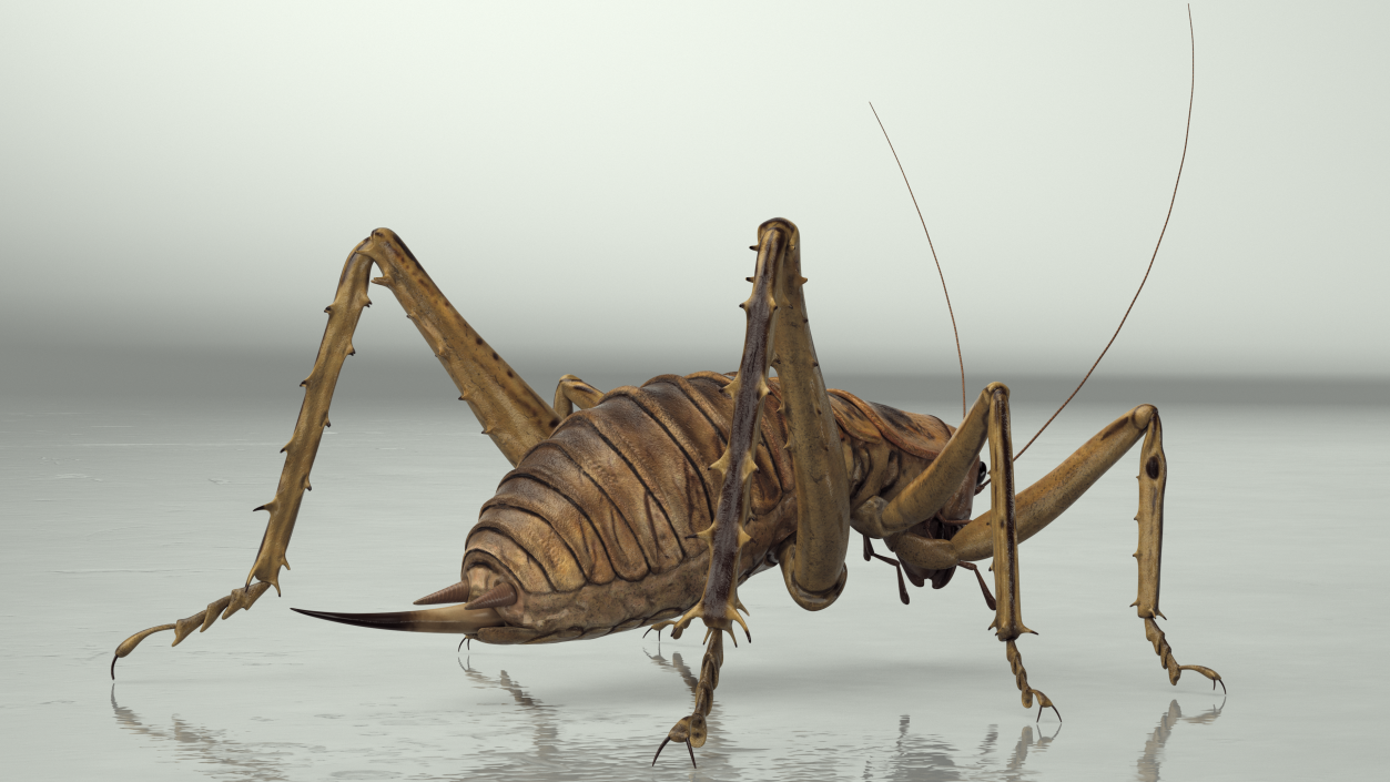 Weta Cricket 3D