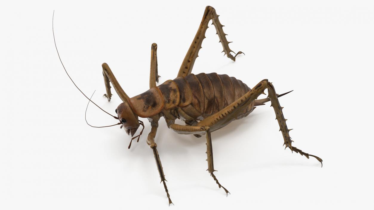 Weta Cricket 3D