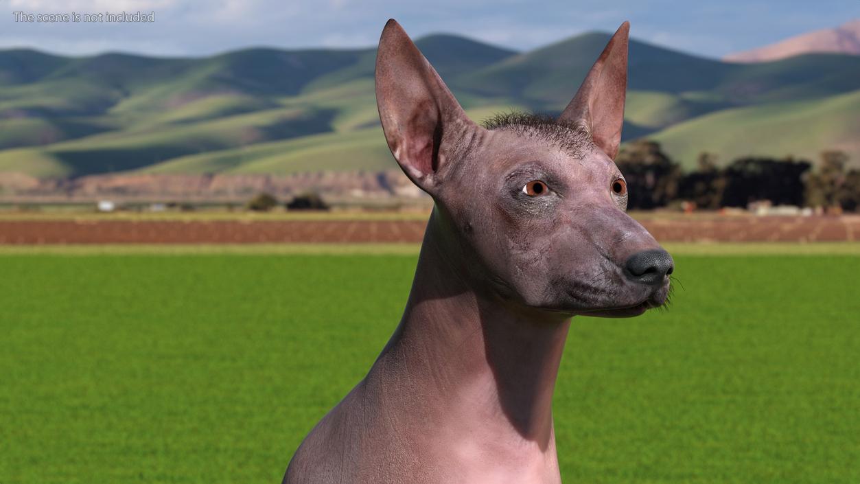 Xoloitzcuintle Dog Bronze Fur Rigged(1) 3D model