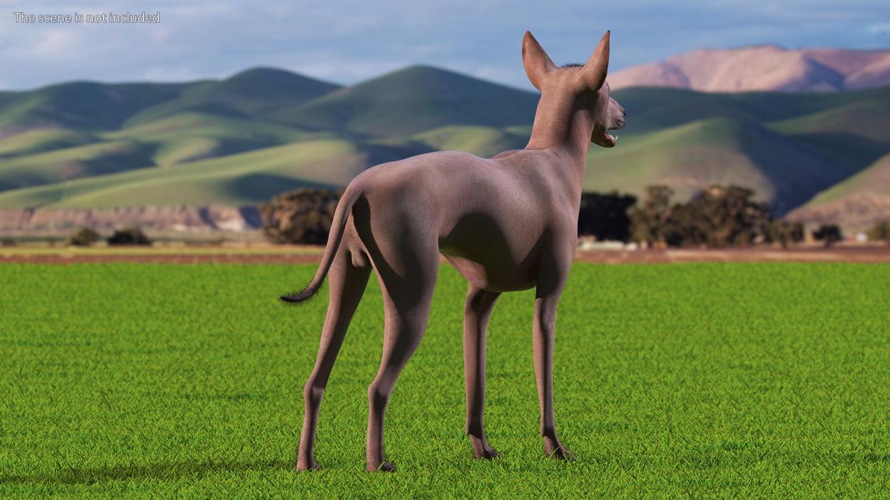 Xoloitzcuintle Dog Bronze Fur Rigged(1) 3D model