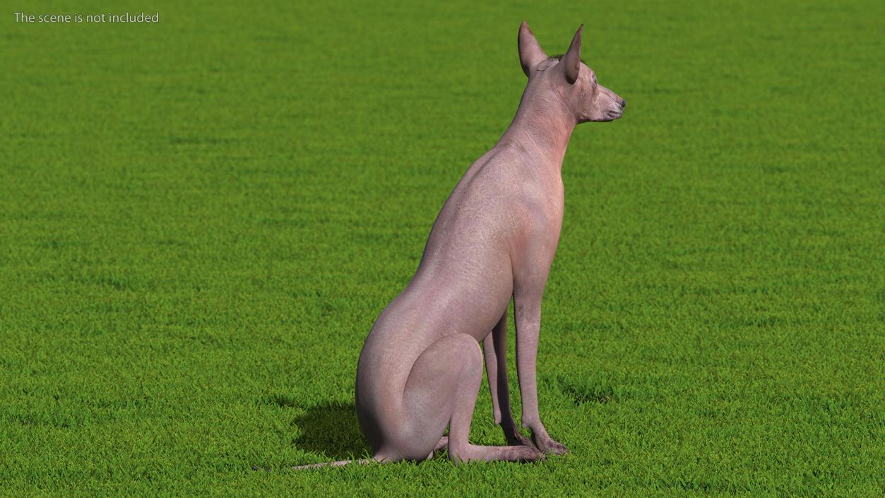 Xoloitzcuintle Dog Bronze Fur Rigged(1) 3D model