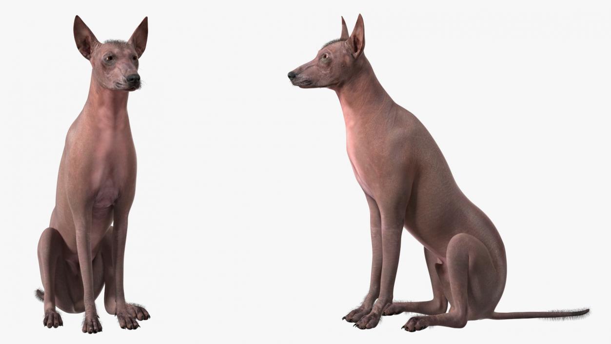 Xoloitzcuintle Dog Bronze Fur Rigged(1) 3D model