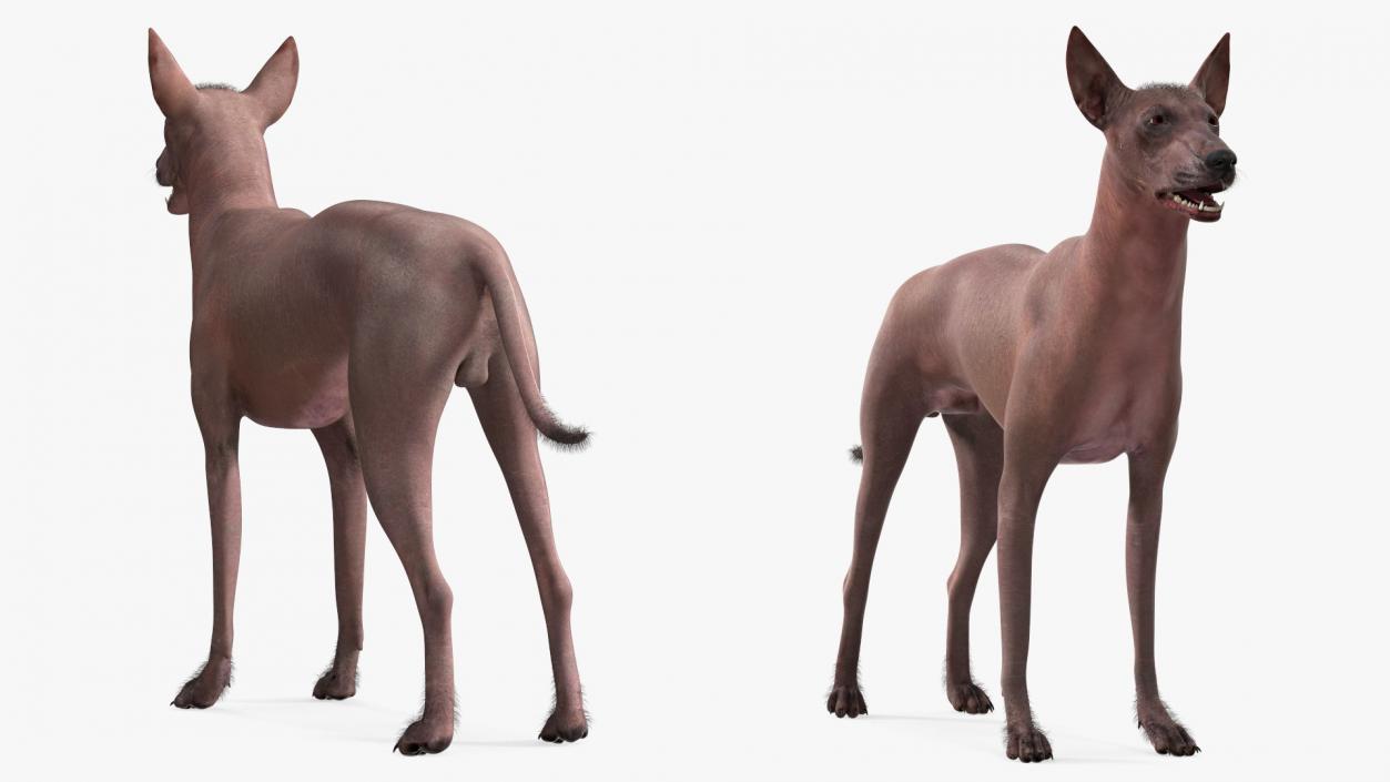 Xoloitzcuintle Dog Bronze Fur Rigged(1) 3D model