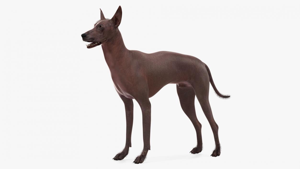 Xoloitzcuintle Dog Bronze Fur Rigged(1) 3D model