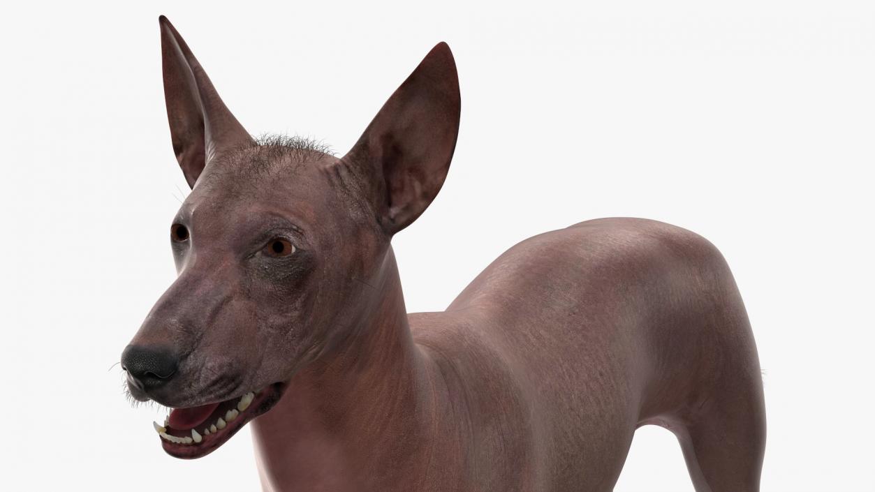 Xoloitzcuintle Dog Bronze Fur Rigged(1) 3D model