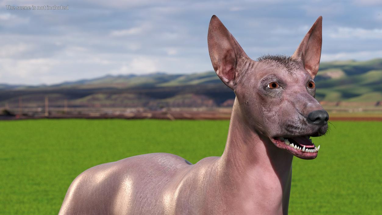 Xoloitzcuintle Dog Bronze Fur Rigged(1) 3D model