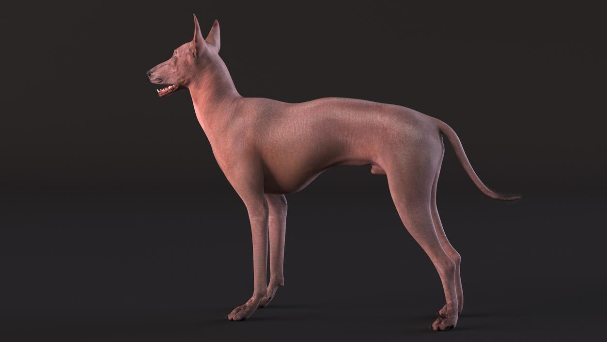 Xoloitzcuintle Dog Bronze Fur Rigged(1) 3D model